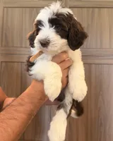Gizmo , a male Goldendoodle for sale in North Highlands, CA – 4 of 6