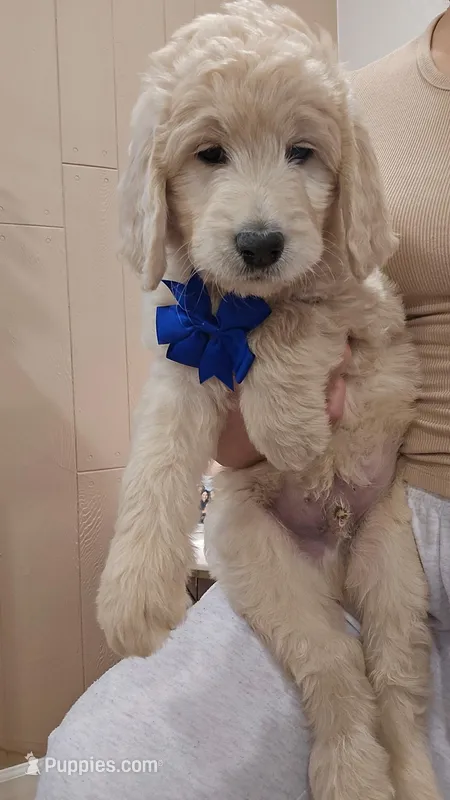 Chester  – English Goldendoodle puppy for sale in North Highlands, CA