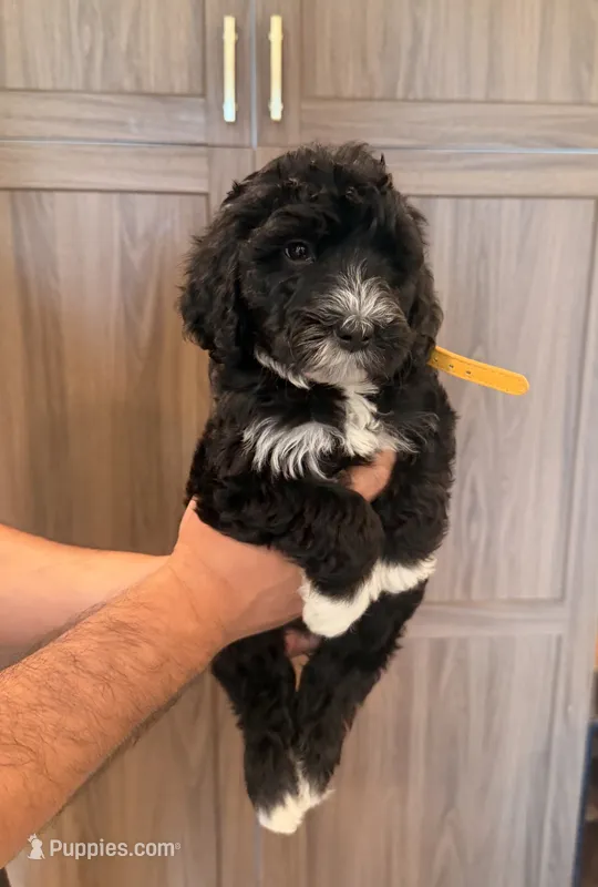 Pepe – Goldendoodle puppy for sale in North Highlands, CA