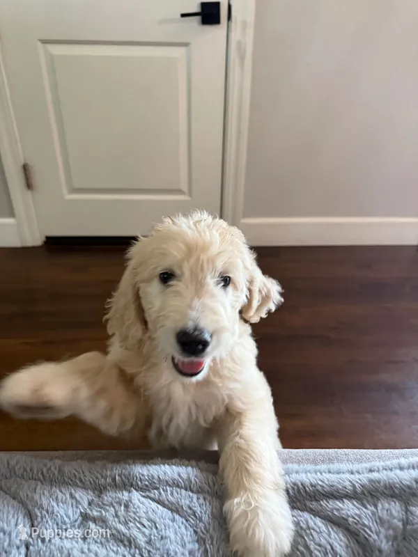 Ellie  – English Goldendoodle puppy for sale in North Highlands, CA
