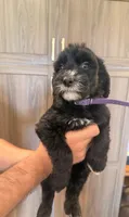 Penelope, a female Goldendoodle for sale in North Highlands, CA – 3 of 3
