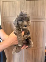 Melrose , a female Goldendoodle for sale in North Highlands, CA – 2 of 3