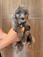 Melrose , a female Goldendoodle for sale in North Highlands, CA – 3 of 3