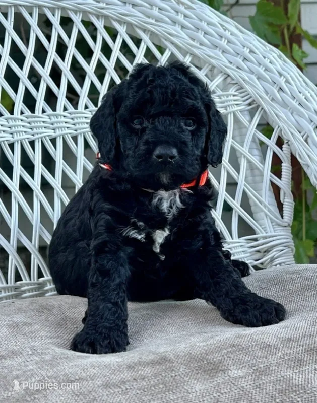 Cooper  – Bernedoodle puppy for sale in North Highlands, CA