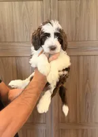 Gizmo , a male Goldendoodle for sale in North Highlands, CA – 2 of 6