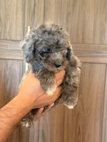 Sandy , a female Goldendoodle for sale in North Highlands, CA – 3 of 3