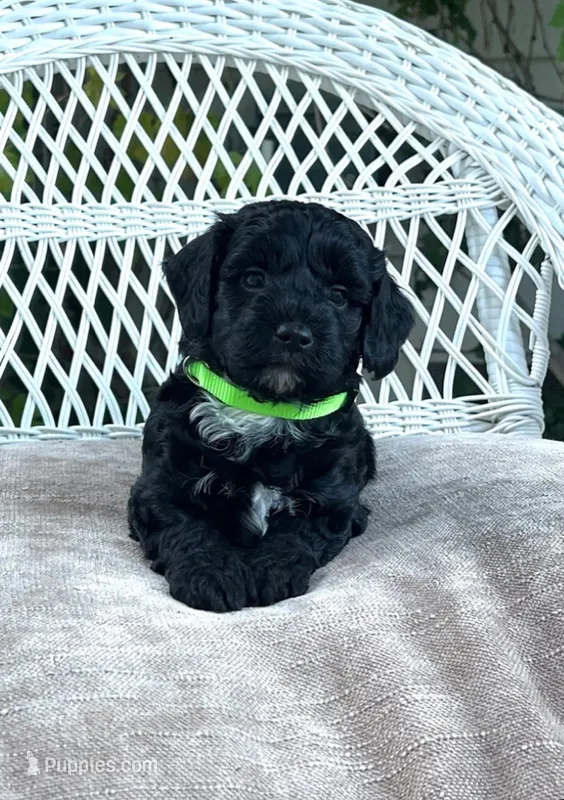 Titan  – Bernedoodle puppy for sale in North Highlands, CA