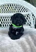 Titan , a male Bernedoodle for sale in North Highlands, CA – 1 of 1