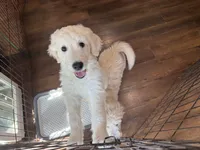 Ellie , a female English Goldendoodle for sale in North Highlands, CA – 2 of 3