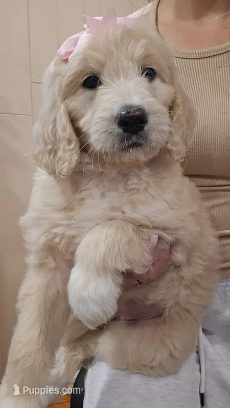 Ellie  – English Goldendoodle puppy for sale in North Highlands, CA