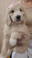 Ellie , a female English Goldendoodle for sale in North Highlands, CA – Photo 1 of 2