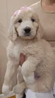 Ellie , a female English Goldendoodle for sale in North Highlands, CA – Photo 2 of 2
