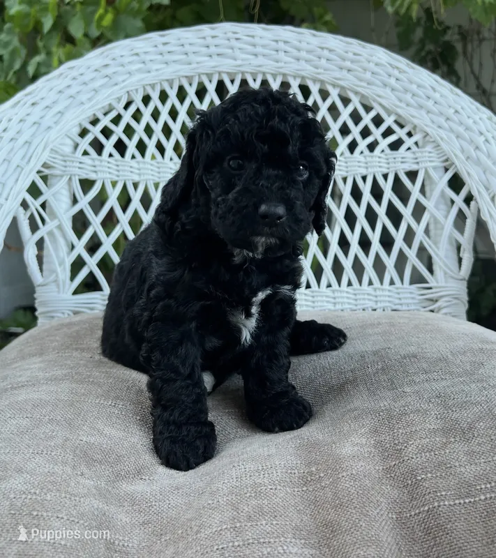 Bear  – Bernedoodle puppy for sale in North Highlands, CA