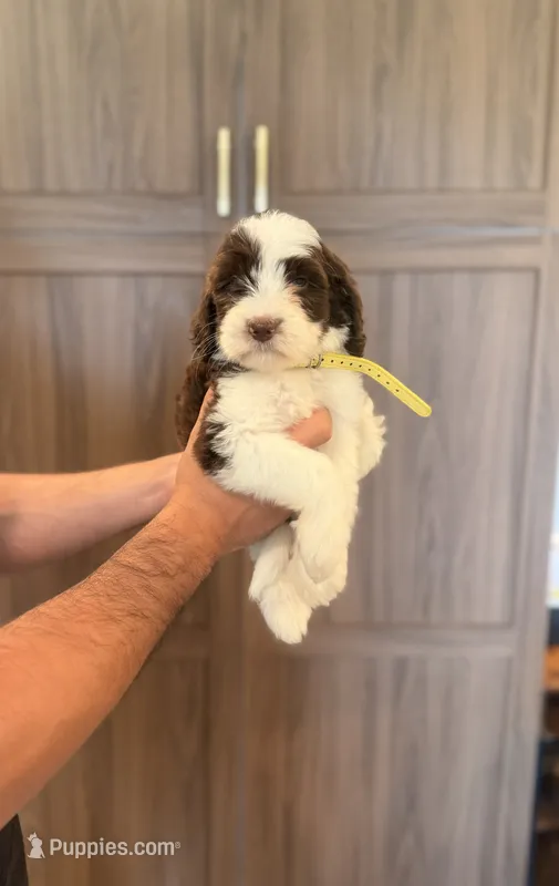 Bowie  – Goldendoodle puppy for sale in North Highlands, CA