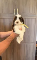 Bowie , a male Goldendoodle for sale in North Highlands, CA – 1 of 4