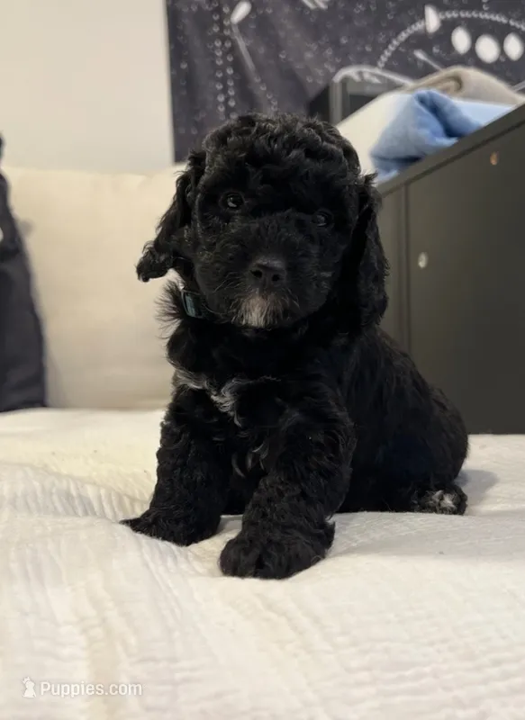 Peter  – Bernedoodle puppy for sale in North Highlands, CA