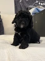 Peter , a male Bernedoodle for sale in North Highlands, CA – 1 of 1