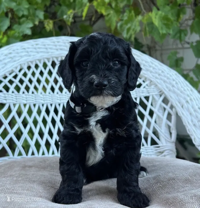 Orca boy  – Bernedoodle puppy for sale in North Highlands, CA