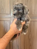 Sandy , a female Goldendoodle for sale in North Highlands, CA – 2 of 3