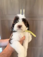 Bowie , a male Goldendoodle for sale in North Highlands, CA – 3 of 4