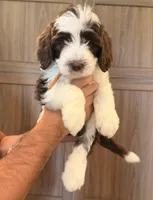 Gizmo , a male Goldendoodle for sale in North Highlands, CA – 6 of 6
