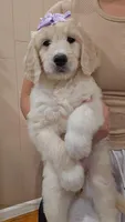 Millie , a female English Goldendoodle for sale in North Highlands, CA – Photo 3 of 3