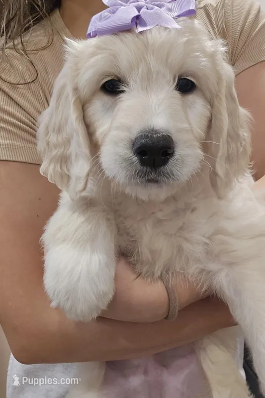 Millie  – English Goldendoodle puppy for sale in North Highlands, CA