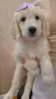 Millie , a female English Goldendoodle for sale in North Highlands, CA – Photo 2 of 3