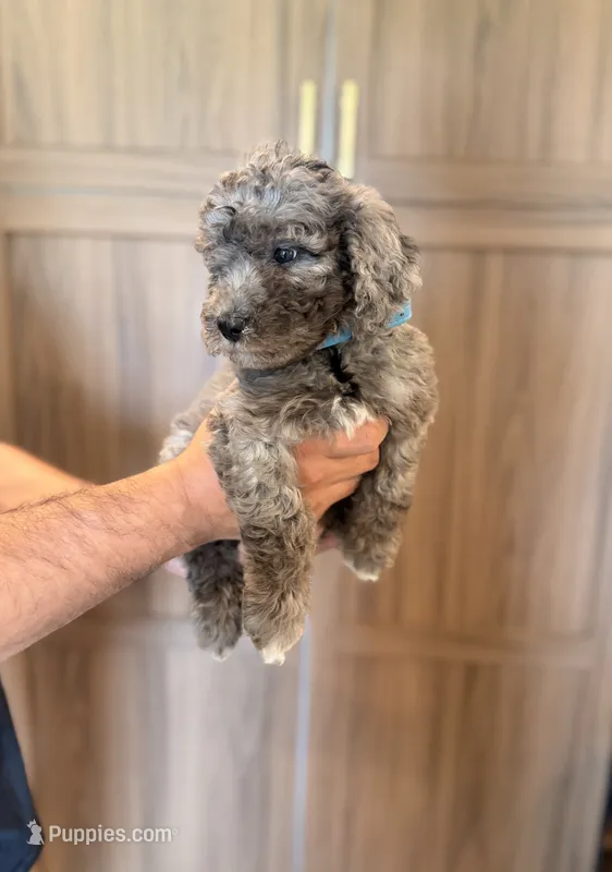 Sandy  – Goldendoodle puppy for sale in North Highlands, CA