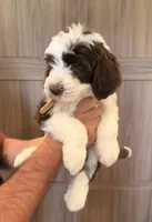 Gizmo , a male Goldendoodle for sale in North Highlands, CA – 5 of 6