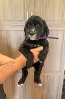 Penelope, a female Goldendoodle for sale in North Highlands, CA – 2 of 3