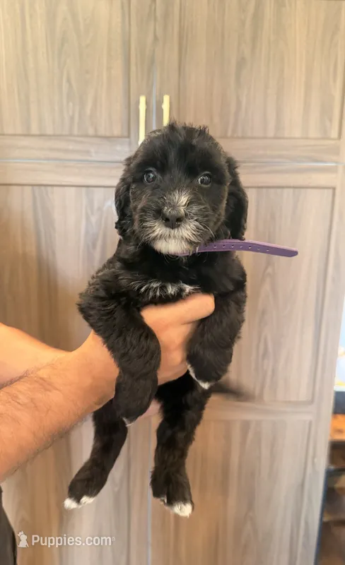 Penelope – Goldendoodle puppy for sale in North Highlands, CA