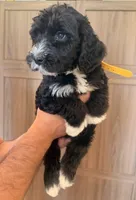 Pepe, a male Goldendoodle for sale in North Highlands, CA – 2 of 4
