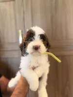 Bowie , a male Goldendoodle for sale in North Highlands, CA – 2 of 4