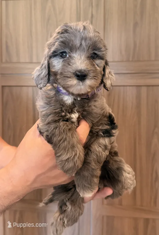 Melrose  – Goldendoodle puppy for sale in North Highlands, CA