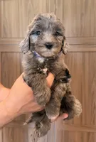 Melrose , a female Goldendoodle for sale in North Highlands, CA – 1 of 3
