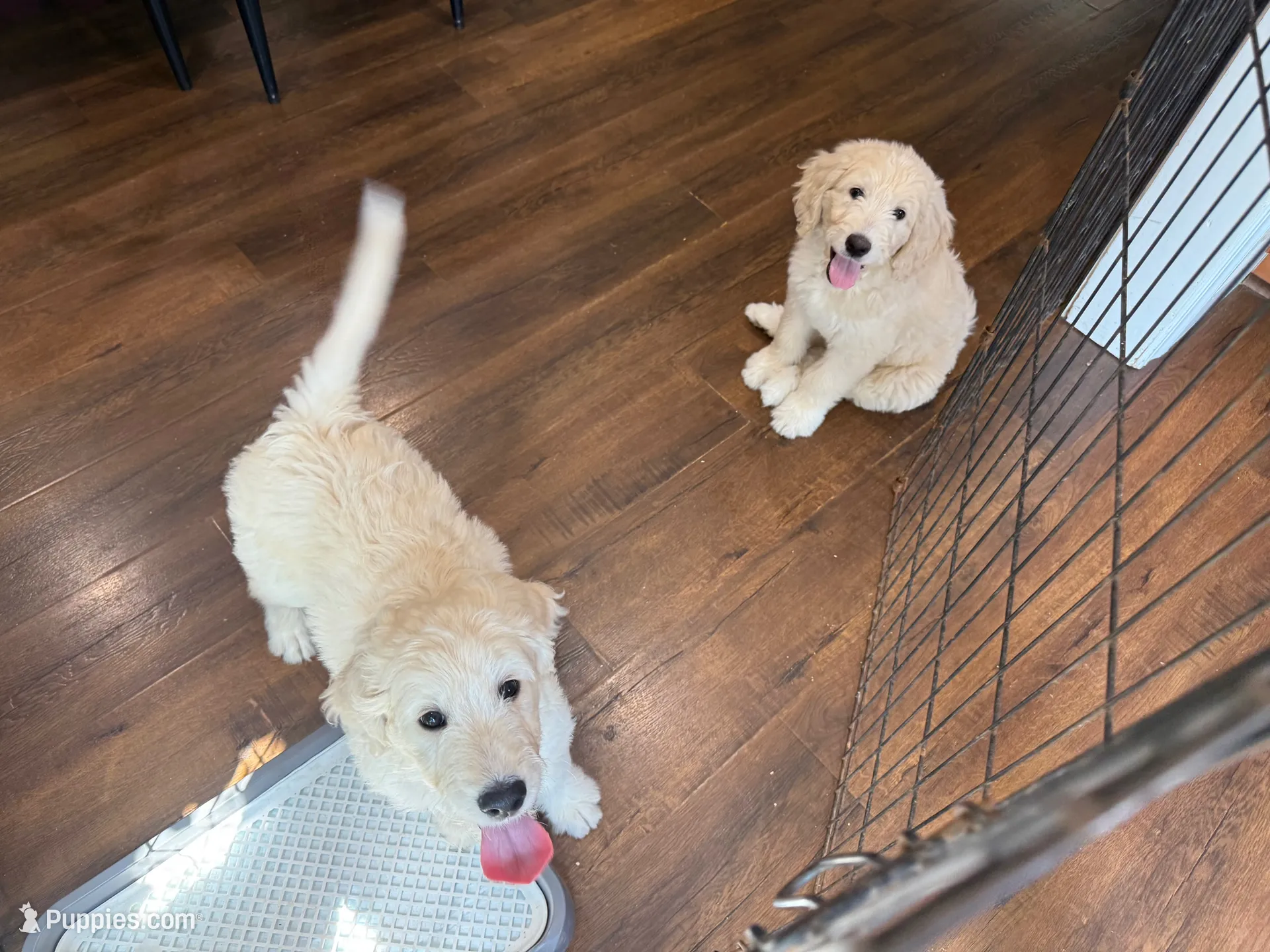 Ellie , a female English Goldendoodle for sale in North Highlands, CA – 3 of 3