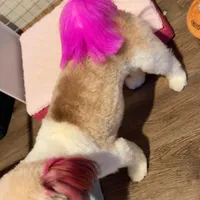 Adasha , a female Pomeranian and Shih Tzu for sale in Pocono Mountain Lake Estates, PA – Photo 4 of 10