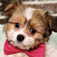 Adasha , a female Pomeranian and Shih Tzu for sale in Pocono Mountain Lake Estates, PA – Photo 2 of 10