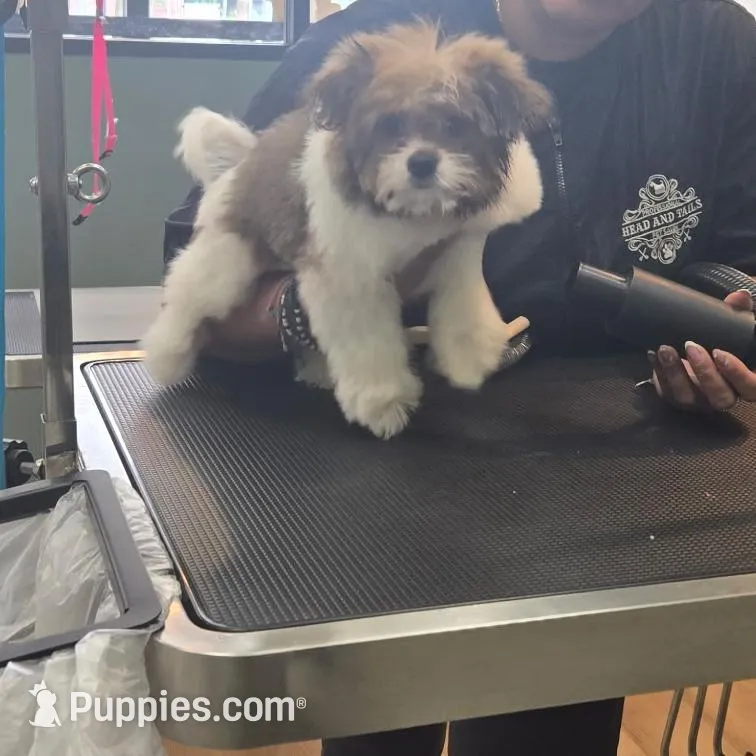 Adasha , a female Pomeranian and Shih Tzu for sale in Pocono Mountain Lake Estates, PA – Photo 3 of 10