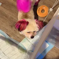 Adasha , a female Pomeranian and Shih Tzu for sale in Pocono Mountain Lake Estates, PA – Photo 5 of 10