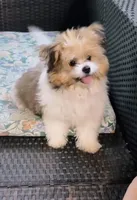 Adasha , a female Pomeranian and Shih Tzu for sale in Pocono Mountain Lake Estates, PA – Photo 10 of 10