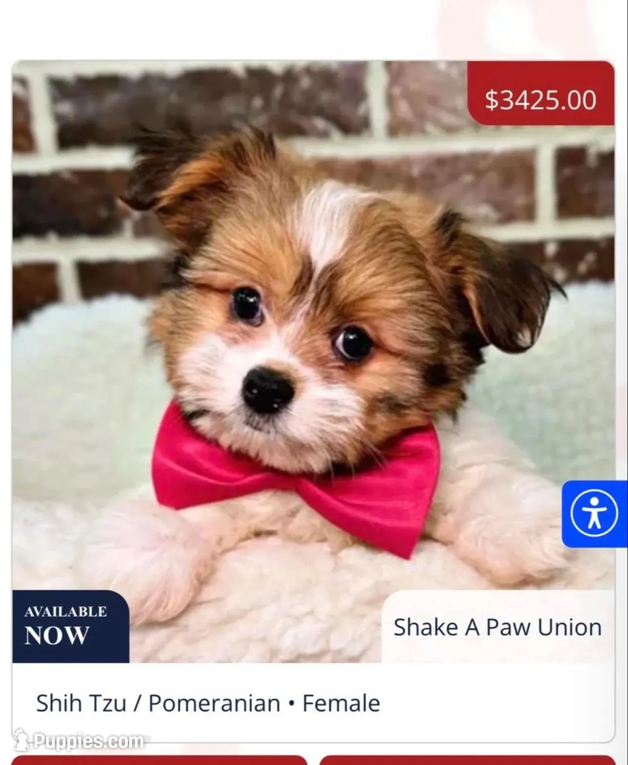 Adasha  – Pomeranian, Shih Tzu puppy for sale in Pocono Mountain Lake Estates, PA