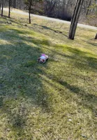 Adasha , a female Pomeranian and Shih Tzu for sale in Pocono Mountain Lake Estates, PA – Photo 8 of 10