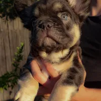Chewy, a male French Bulldog for sale in Redding, CA – Photo 2 of 5