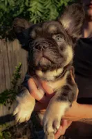 Chewy, a male French Bulldog for sale in Redding, CA – Photo 2 of 5