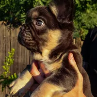 Chewy, a male French Bulldog for sale in Redding, CA – Photo 5 of 5