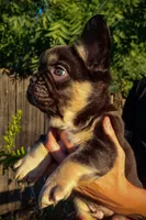 Chewy, a male French Bulldog for sale in Redding, CA – Photo 5 of 5