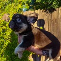 Chewy, a male French Bulldog for sale in Redding, CA – Photo 1 of 5