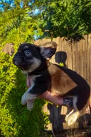Chewy, a male French Bulldog for sale in Redding, CA – Photo 1 of 5